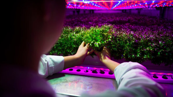 10-ikea-is-now-growing-lettuce-in-shipping-containers