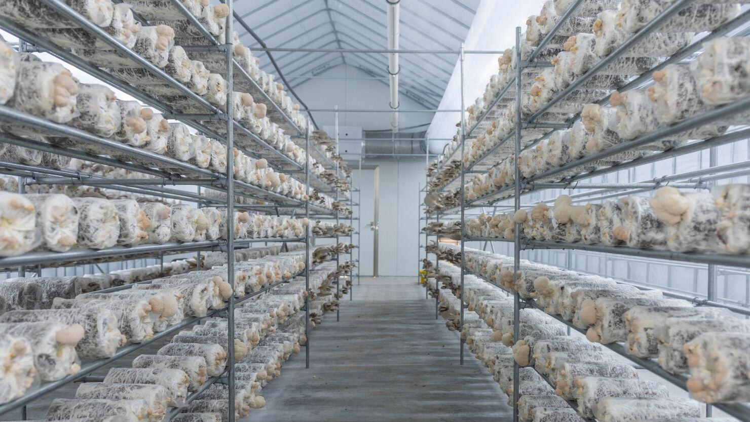 Mushroom Farming Thrives With Advanced Climate Control Mushroom Farming Thrives With Advanced Climate Control