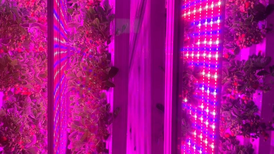 Agricool_dubai (3)