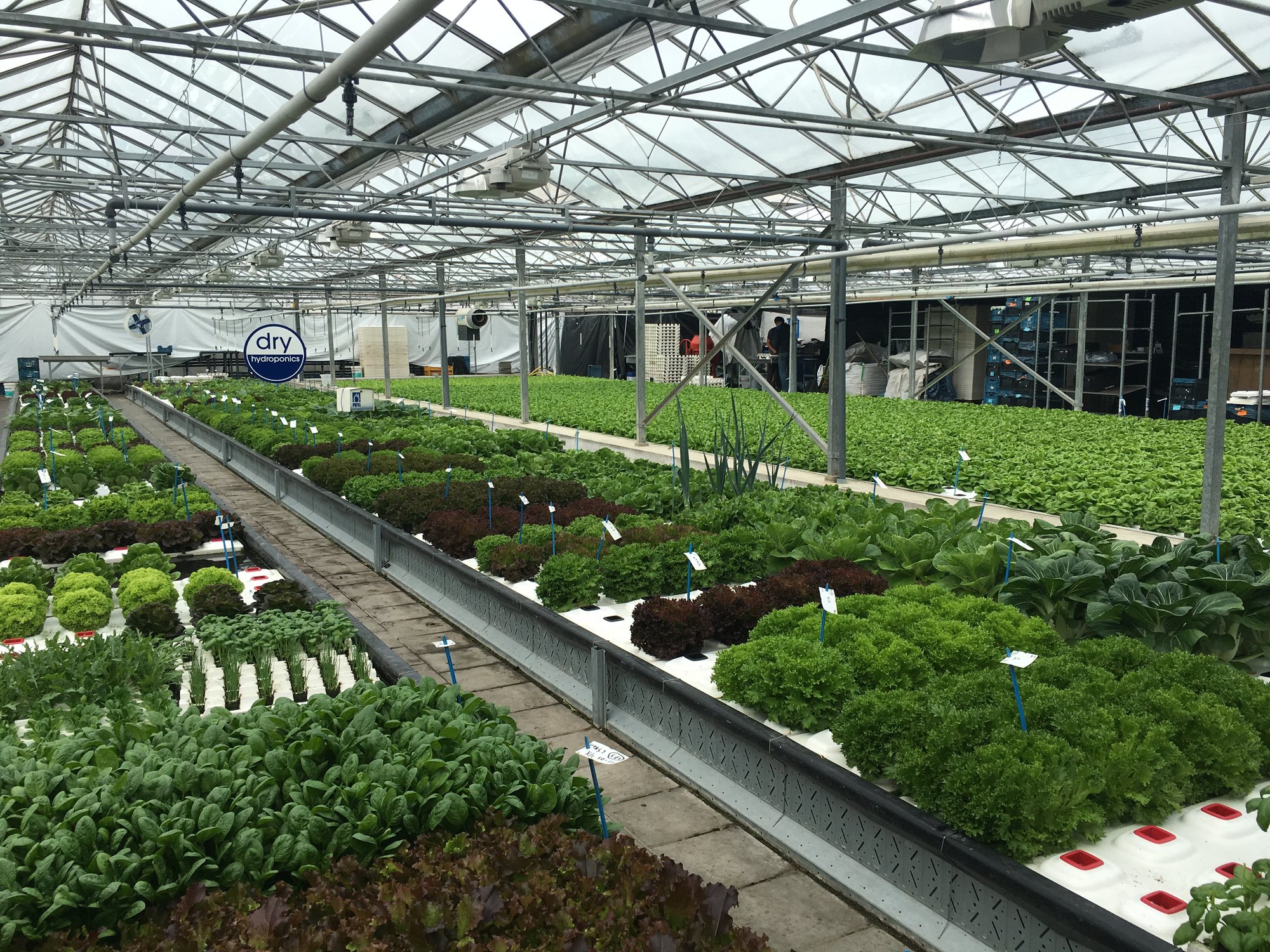 Greenhouse hydroponic production