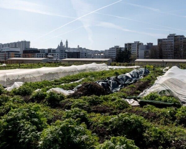 Image sourced from Agri City