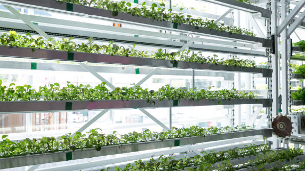 [Image: Harriman/Gyde/courtesy Vertical Harvest]