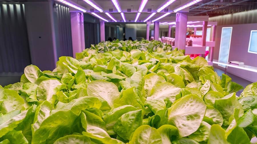 1-MAIN-vertical-farm-RB8FPC-c-Wu-Kailiang_Alamy-Stock-Photo.jpg