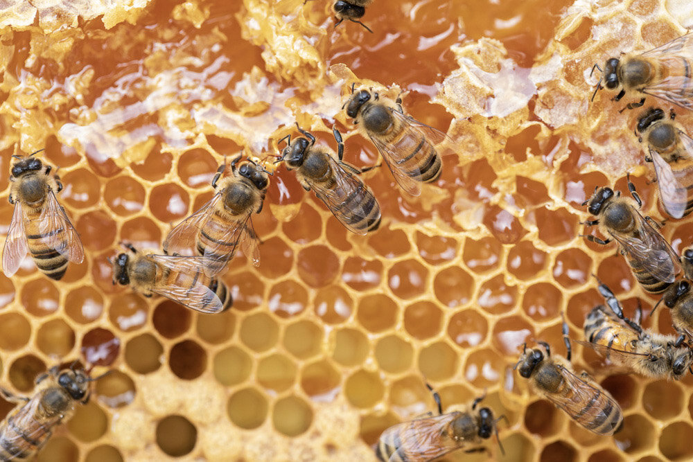 Image sourced from Bee Downtown