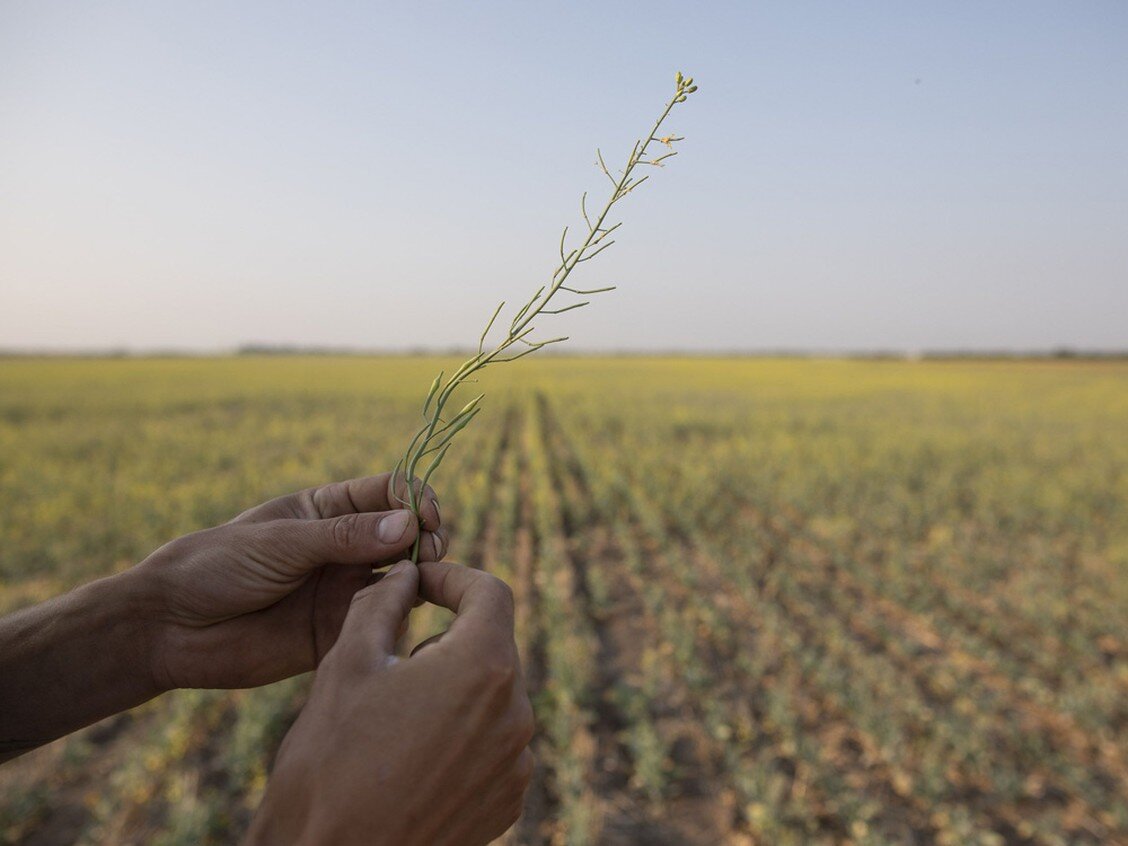 A farmer holds a canola plant that has been stricken by drought on a grain farm near Osler, Saskatchewan this past July. A prolonged lack of moisture and hot temperatures has caused significant damage to many crops, the Saskatchewan government said. PHOTO BY KAYLE NEIS/BLOOMBERG