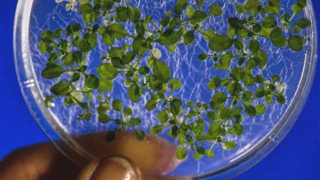 11-milestones-in-plant-genetics-296248.jpg
