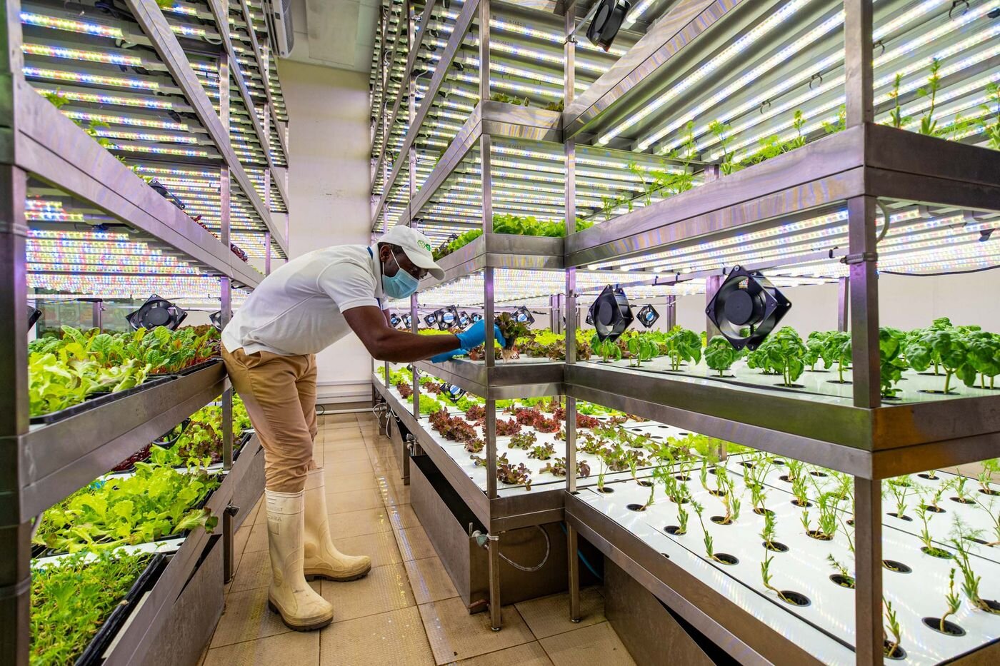 LED lighting at an indoor hydroponic farm inside a Carrefour SA grocery store in Dubai; Photographer: Christopher Pike/Bloomberg