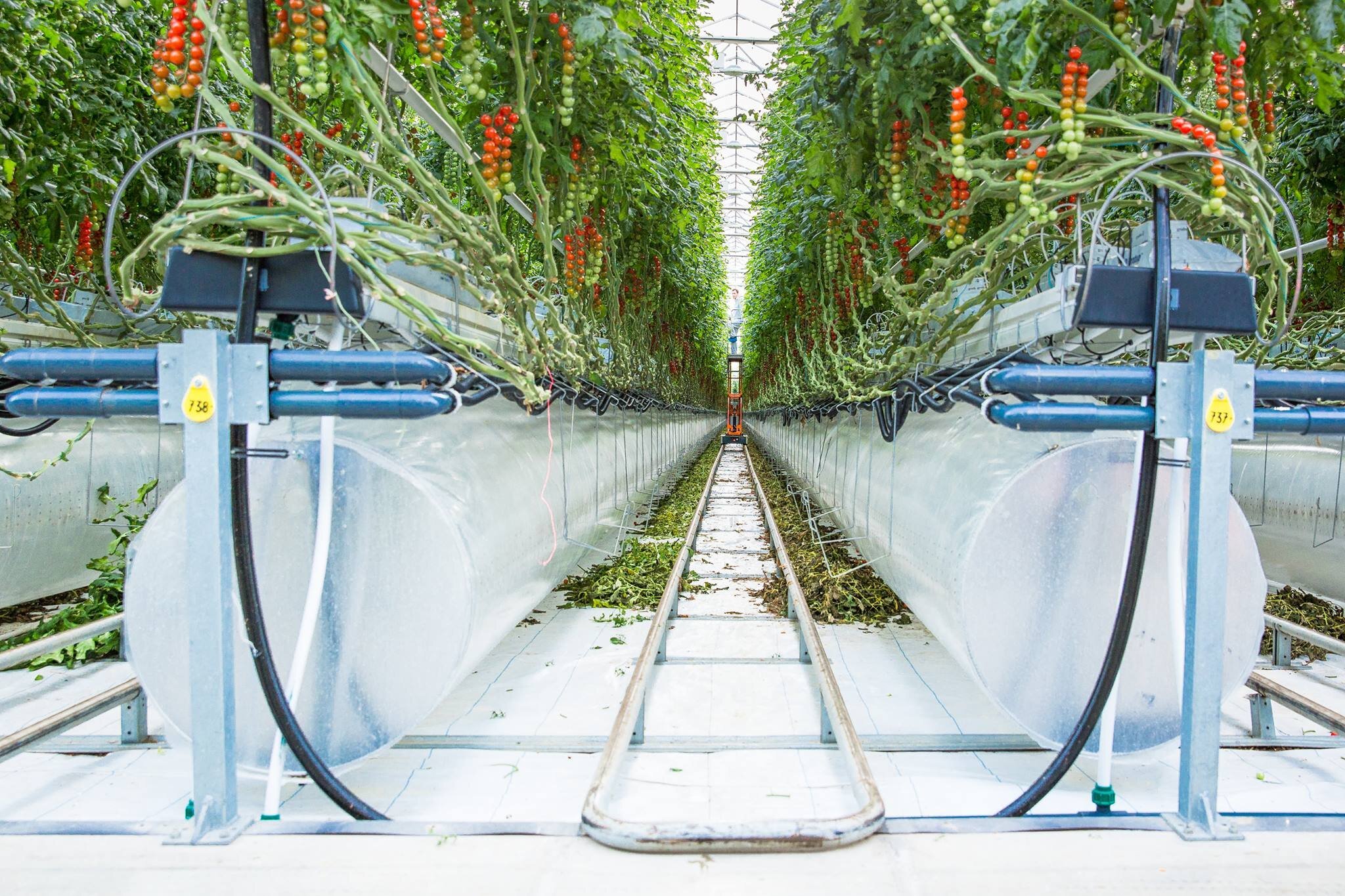 Image sourced from: Pure Harvest