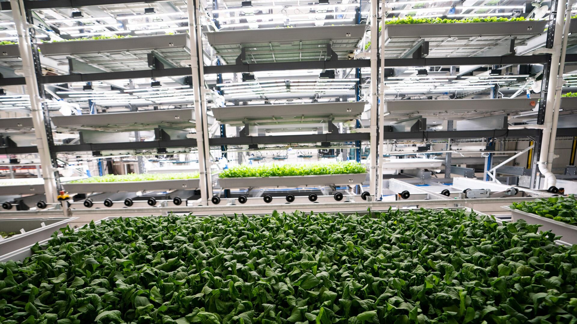 Greens are grown at Bowery Farming, a vertical farm in Kearny, New Jersey. Photo: Don Emmert/AFP via Getty Images.