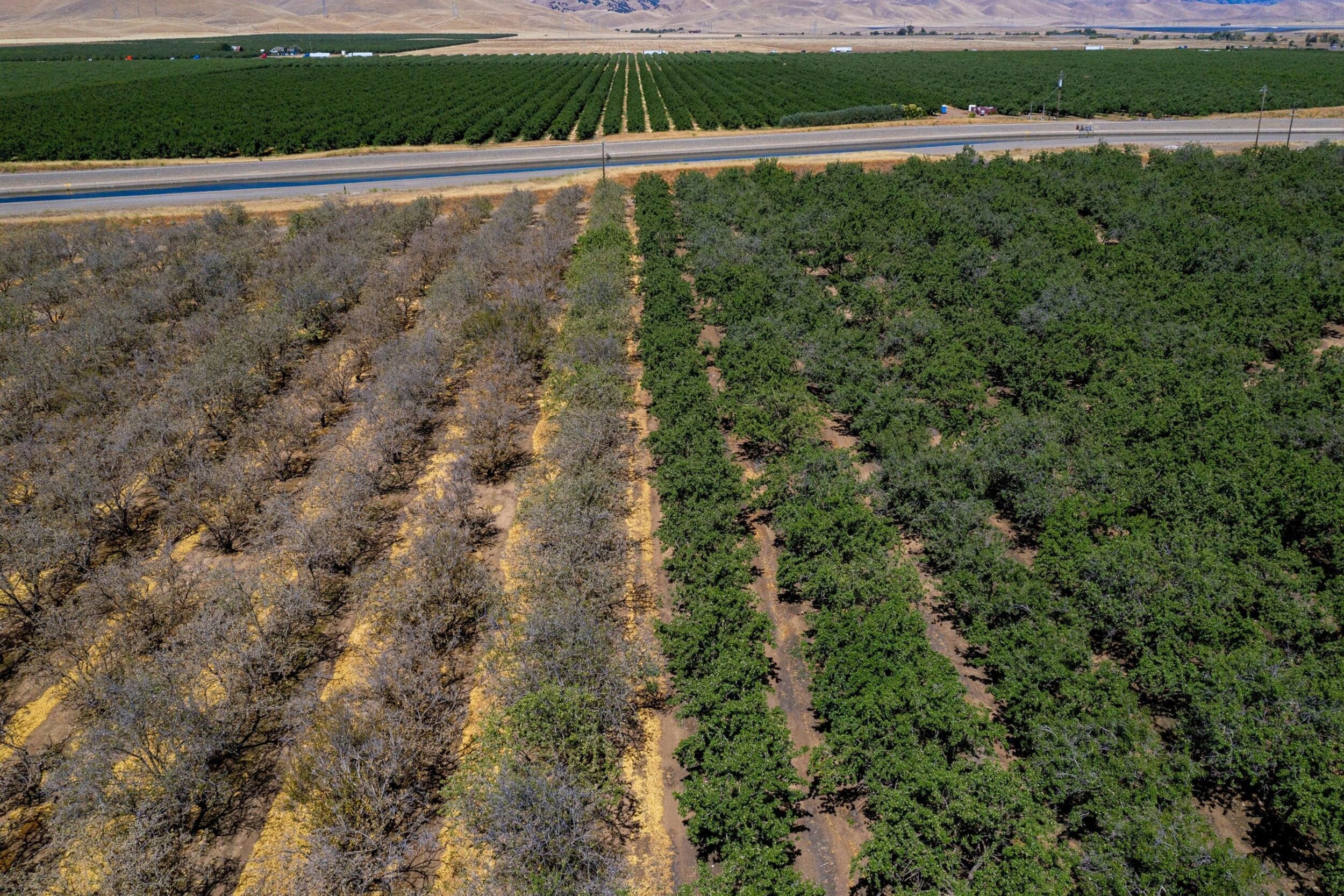 California s Almond Farmers Are Having To Rip Out Their Trees