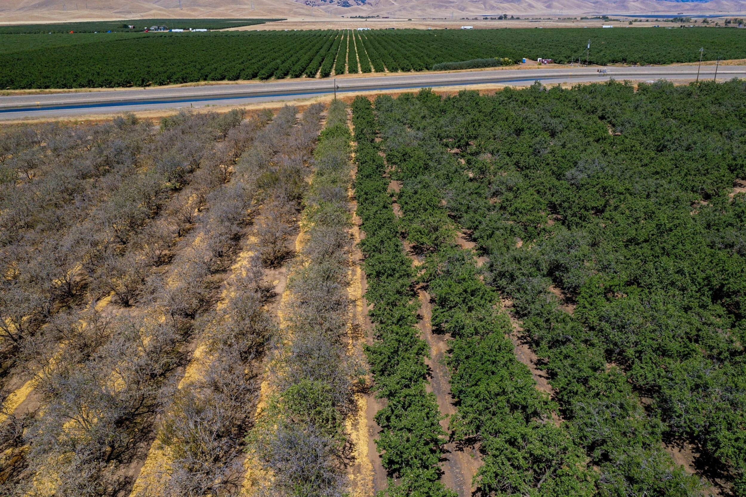 Water is so scarce on the Gemperle’s orchard in California’s Central Valley, they’ve been forced to let a third of their acreage go dry; Photographer: David Paul Morris/Bloomberg