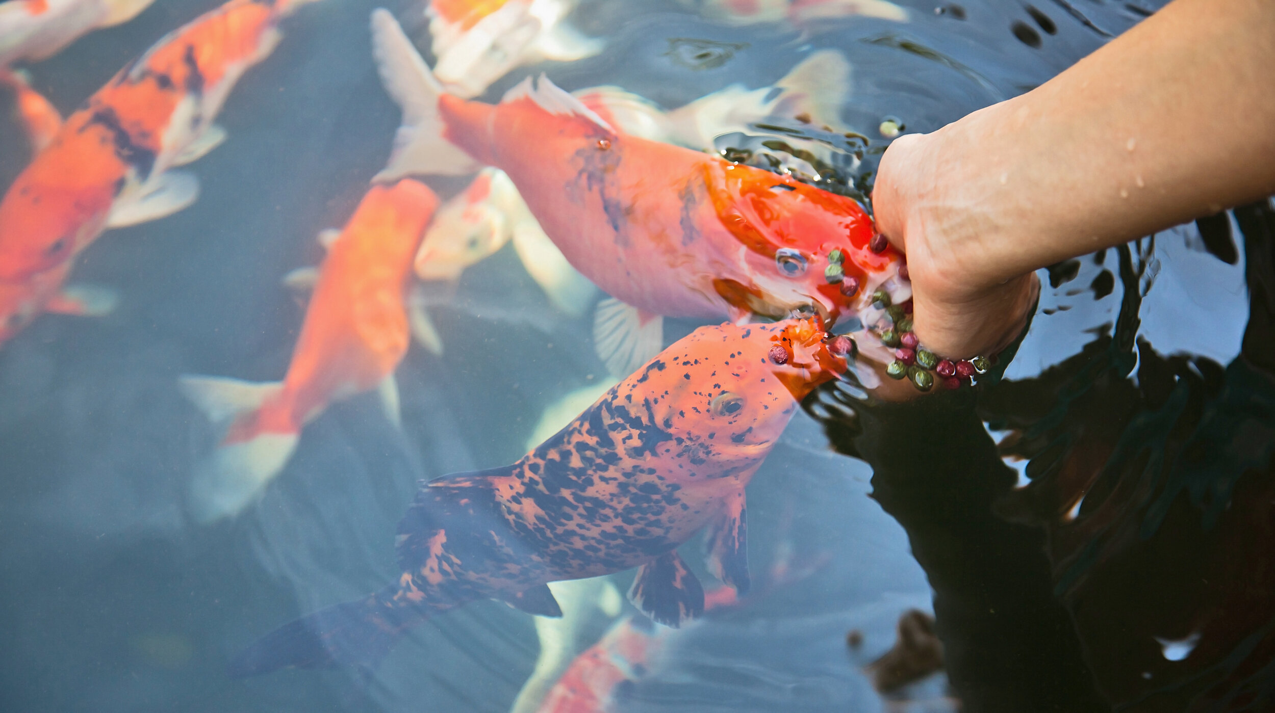 Insects are used as a premium alternative for fishmeal for aquaculture fish; image sourced from Ÿnsect