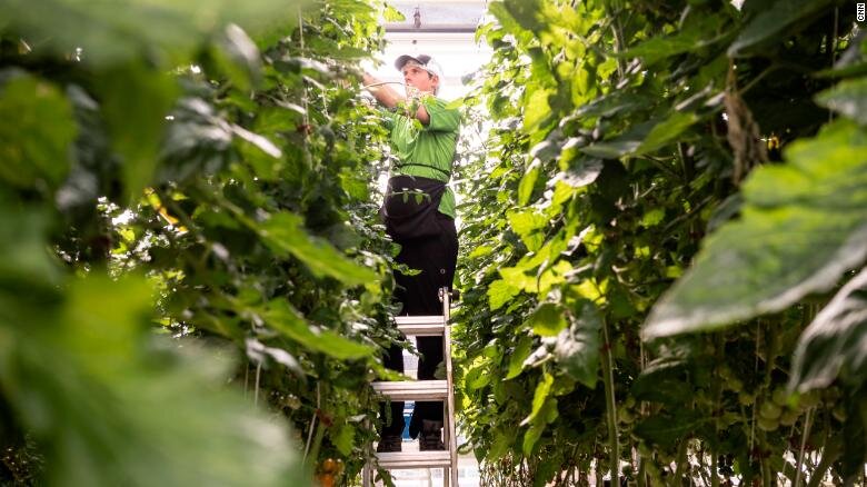 Ty Warner, a Vertical Harvest employee, is tasked with picking and pruning hundreds of the indoor farm's tomato plants. Image sourced from: CNN