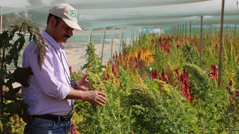 Quinoa grows in the Dubai desert; image sourced from CNN