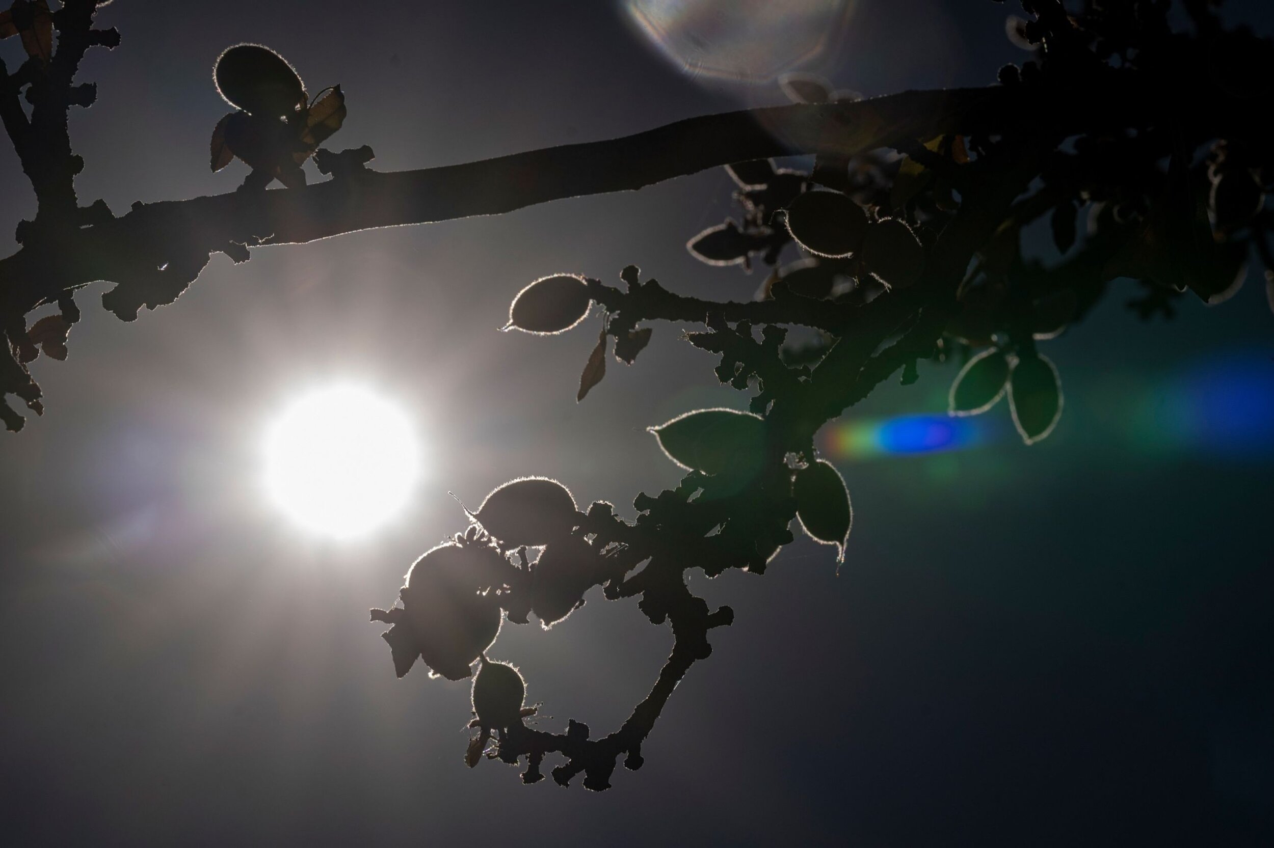 Almonds, like other tree crops including avocados and citrus, are particularly vulnerable to dry conditionsPhotographer: David Paul Morris/Bloomberg