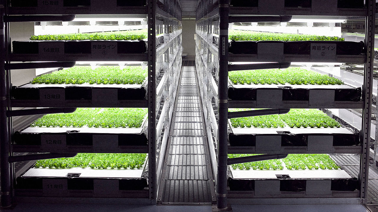 3050750-poster-p-1-this-indoor-farm-run-by-robots-can-grow-10-million-heads-of-lettuce-a-year.jpg