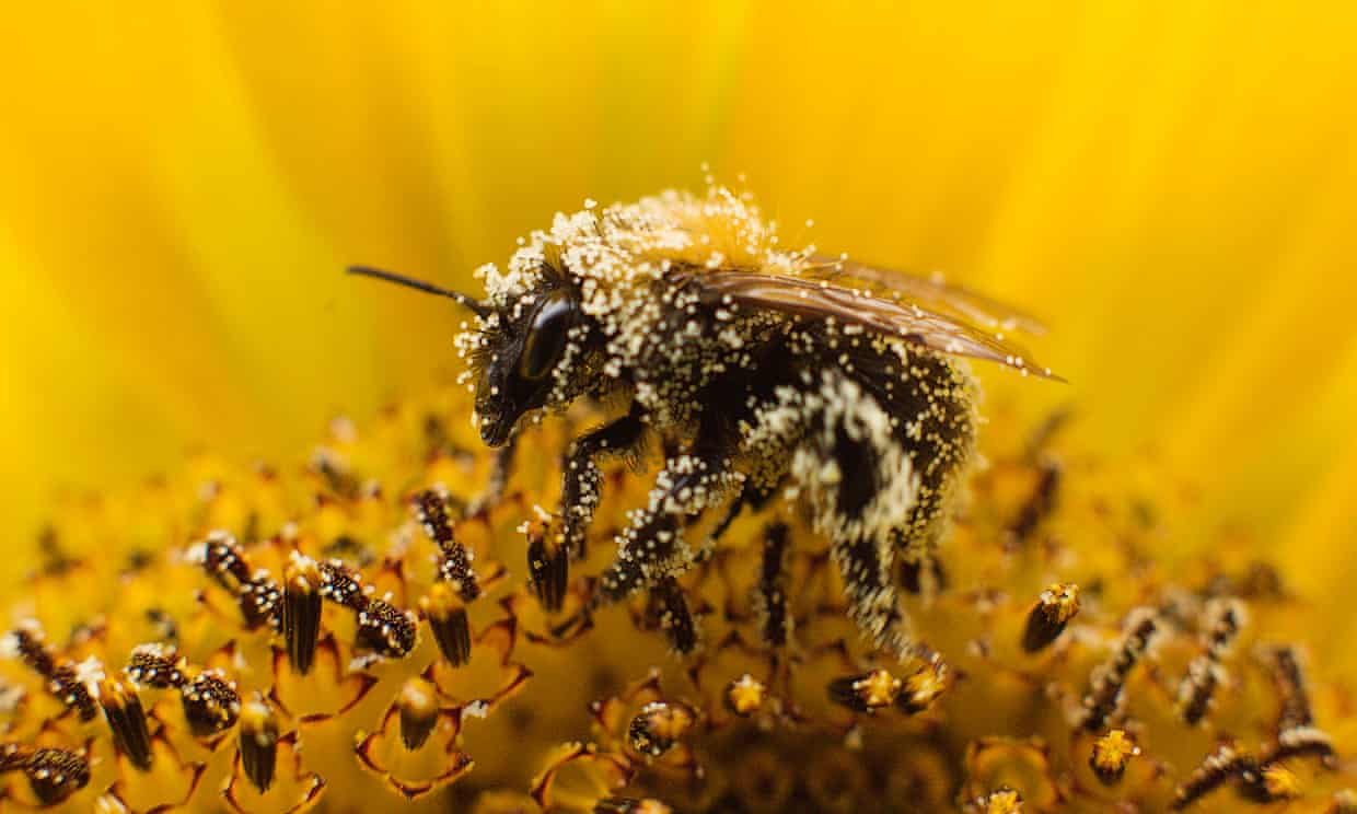Bee populations have plummeted worldwide. The UN conference will debate ways of reducing use of harmful pesticides. Photograph: Michael Kooren/Reuters