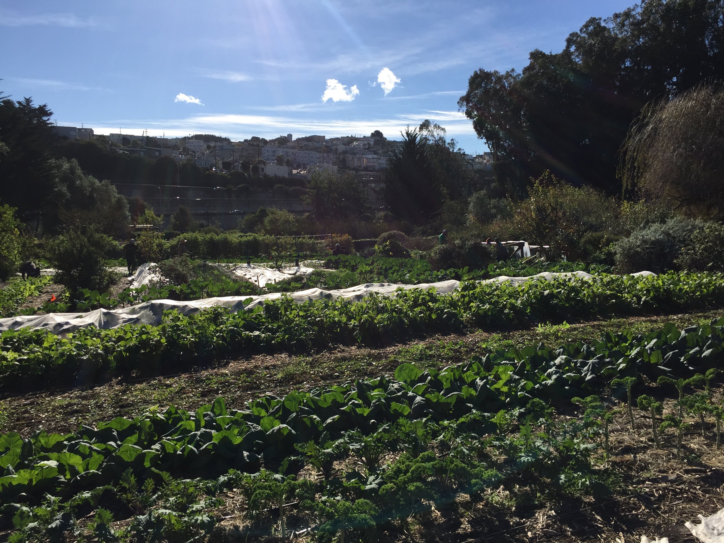 Winter crops growing at Alemany Farm, a 3.5 acre urban farm located in San Francisco.
