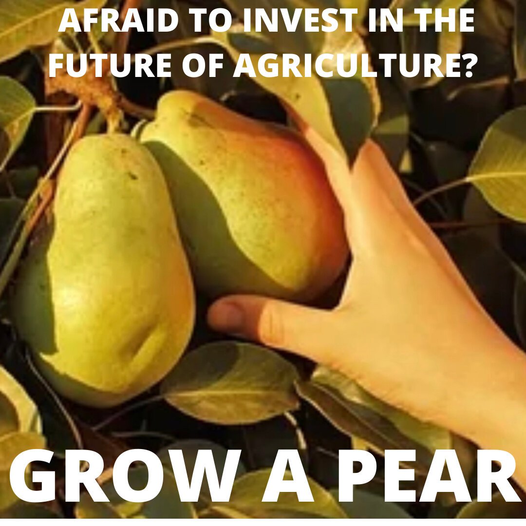Caption: Sarah was recently named an urban farming meme queen! This is one of her submissions to the 12 Steps of Farming’s Urban Farming Meme Tournament, in collaboration with Agritecture’s Systems Engineer, Alberto Lopez.
