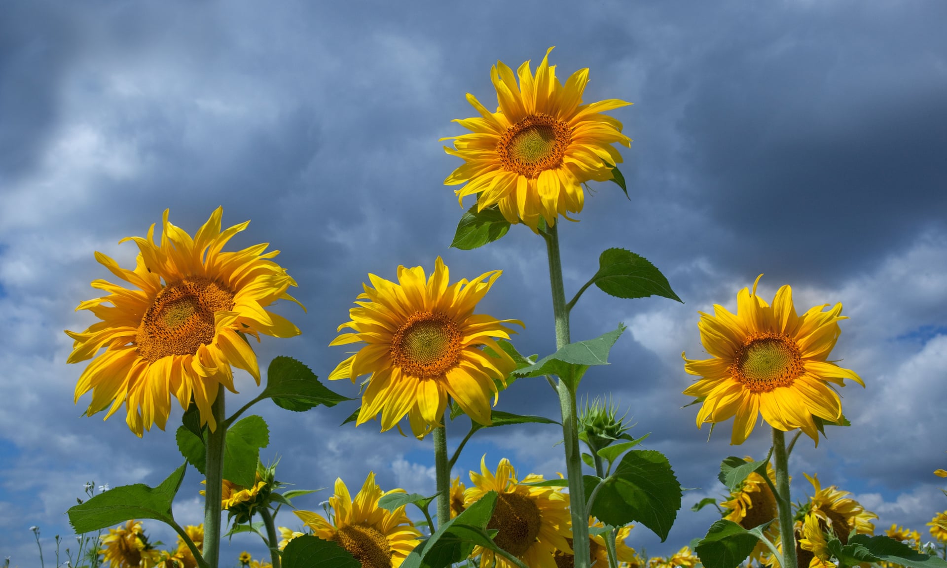 Sunflowers were planted to act as a windshield for bee nesting support areas Photograph: Alamy