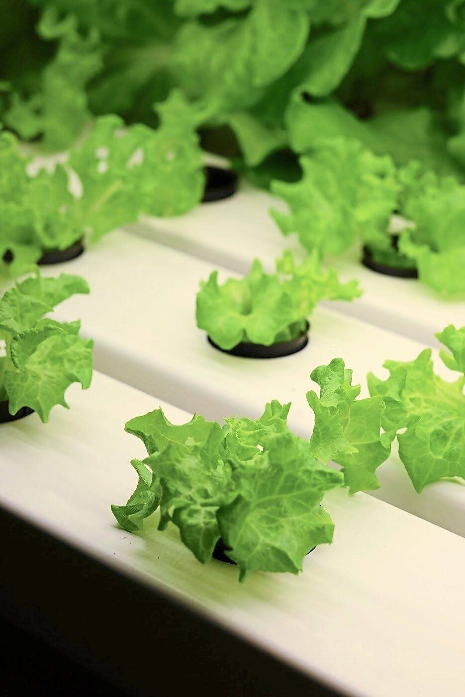 In vertical farming, plants like vegetables, herbs and fruits are grown in a highly-controlled environment.