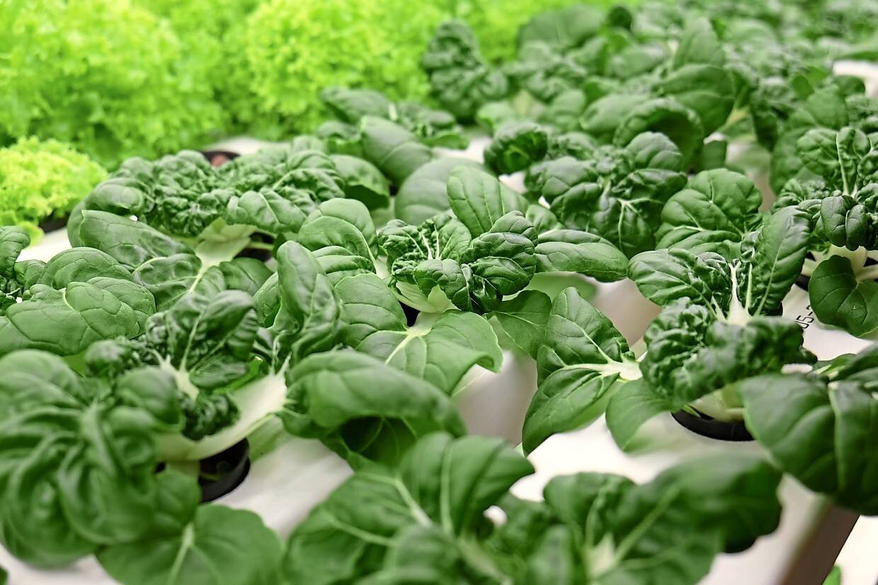 All types of leafy vegetables can be grown indoors using soil-less planting methods.