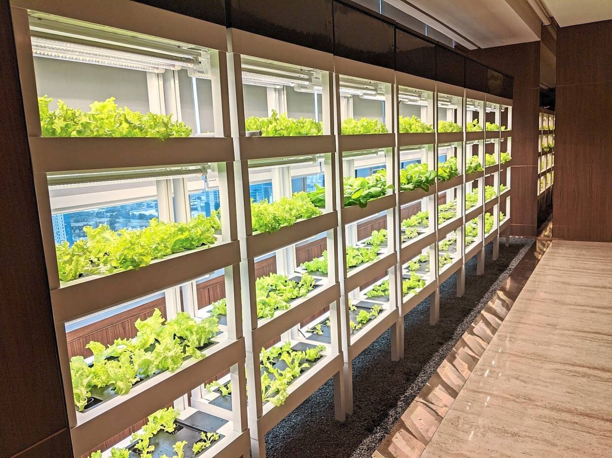 The YTL Green Office urban farming project by CityFarm.