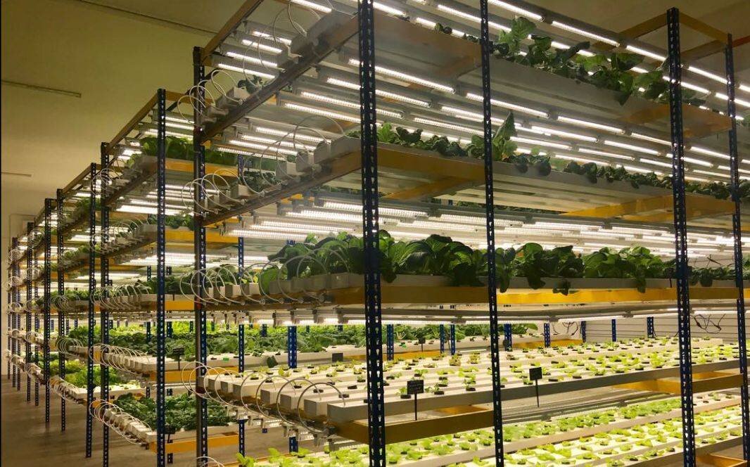 The Kuching commercial indoor farm project, set up in 2017, spans 5,000sq ft (464sq m) and has a 12,000 plant capacity.