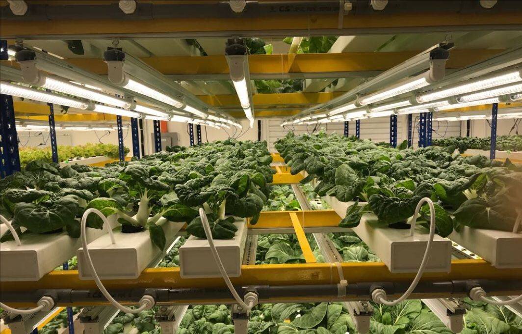 Vertical farming refers to a large scale, mostly indoor, type of farming where produce is grown vertically in layers of racks.