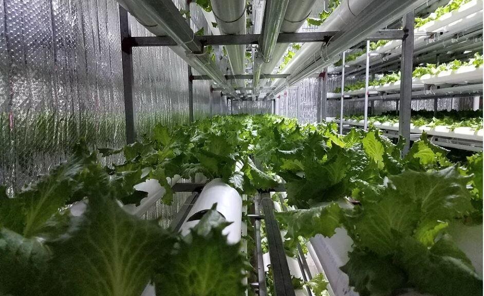 Unlike other lettuce produced in Puerto Rico, the ones grown via vertical farming are unaffected by saltpeter, a naturally occurring nitrate. Image sourced from Grupo Vesan