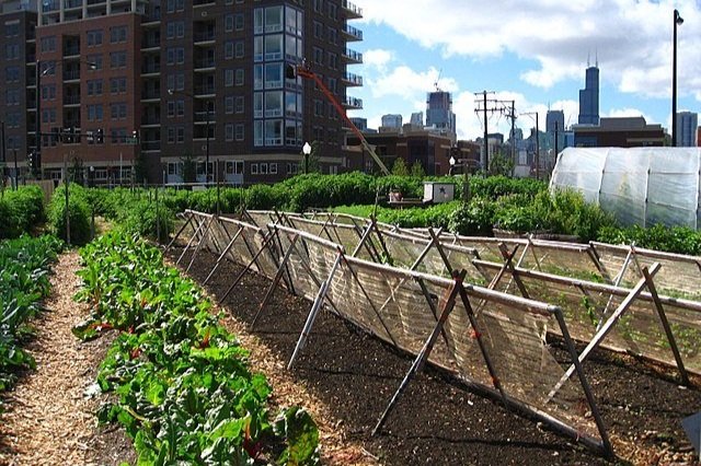 640px-New_crops-Chicago_urban_farm