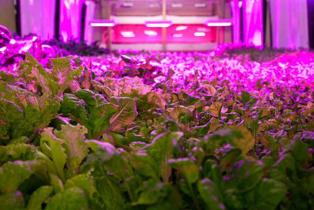 Aquaponics Bed, CC Image courtesy of Plant Chicago on Flickr