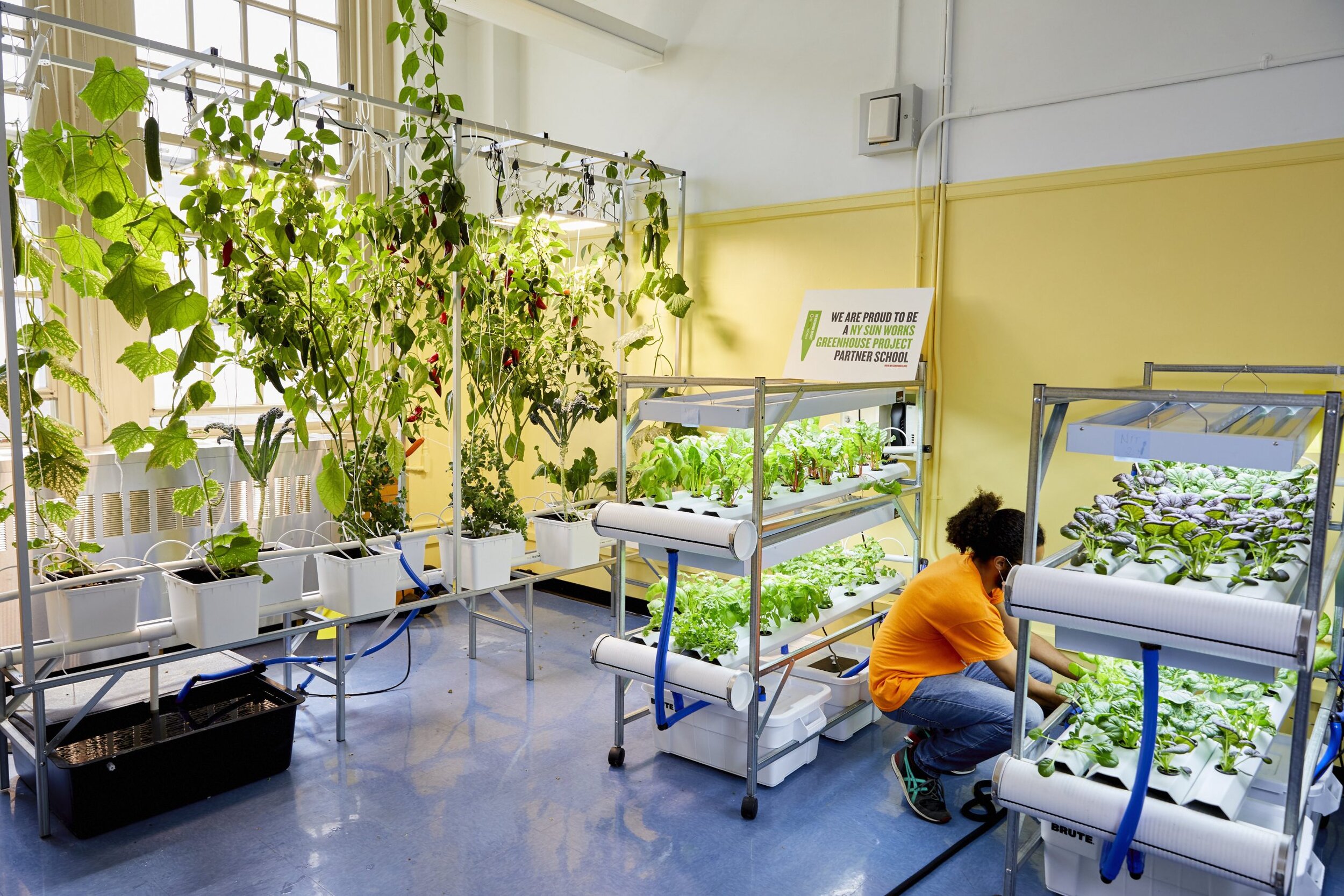 Image sourced from the NY Sun Work’s Greenhouse Project