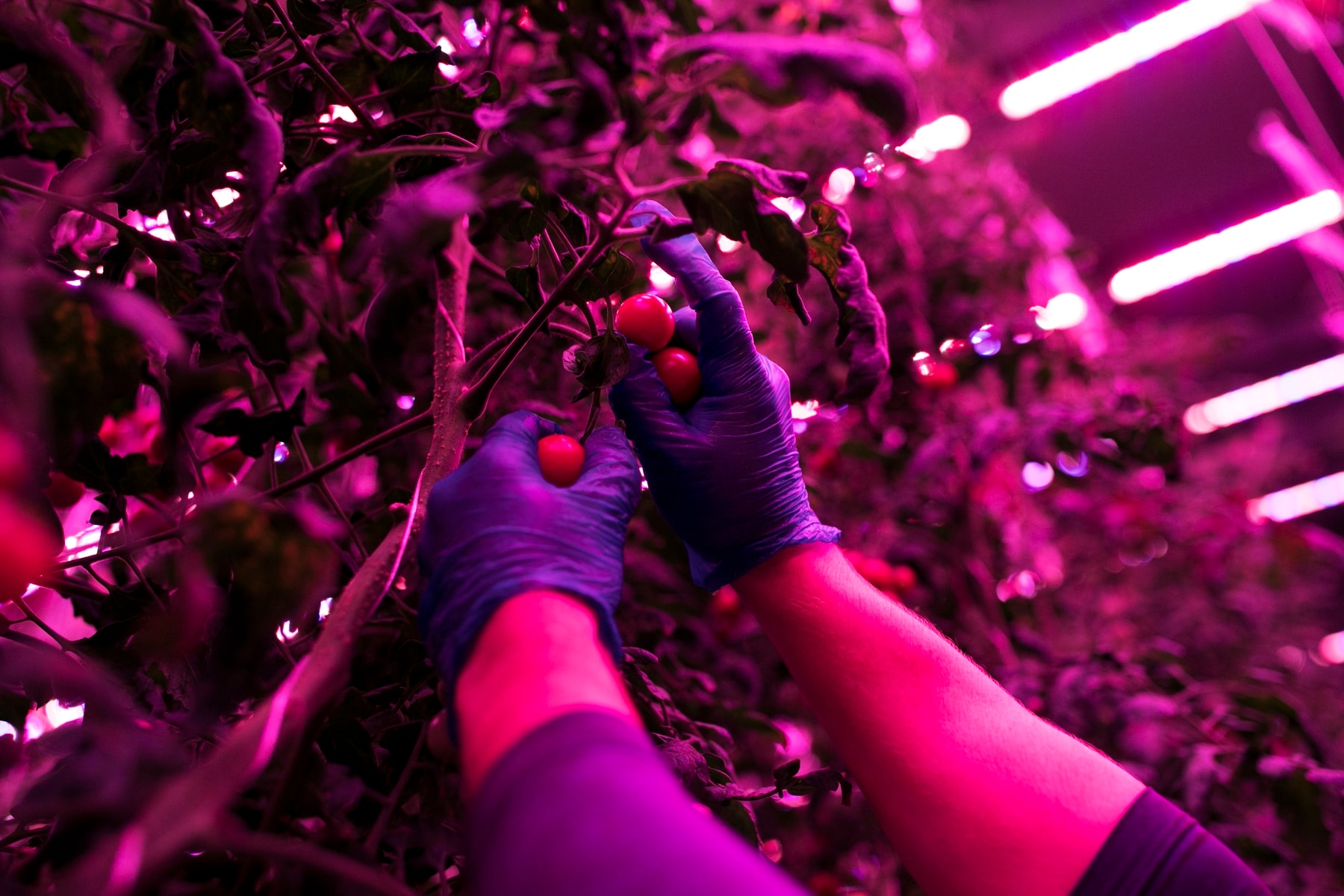 Grower David Litvin picks tomatoes at 80 Acres Farms in Cincinnati. The vines grow in a high-tech environment that includes LED lamps with customized light recipes. The plant factory produces 200,000 pounds of leafy greens, vine crops, herbs and mic…