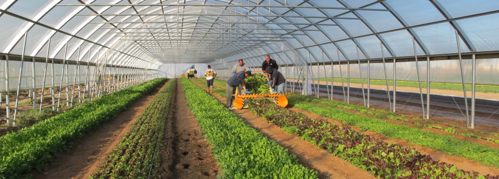7_3_mi_greenhouse_250.jpg