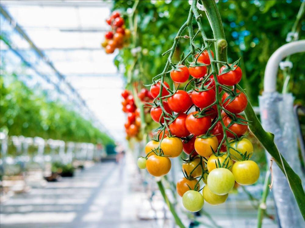 Image sourced from the FoodTech Challenge website