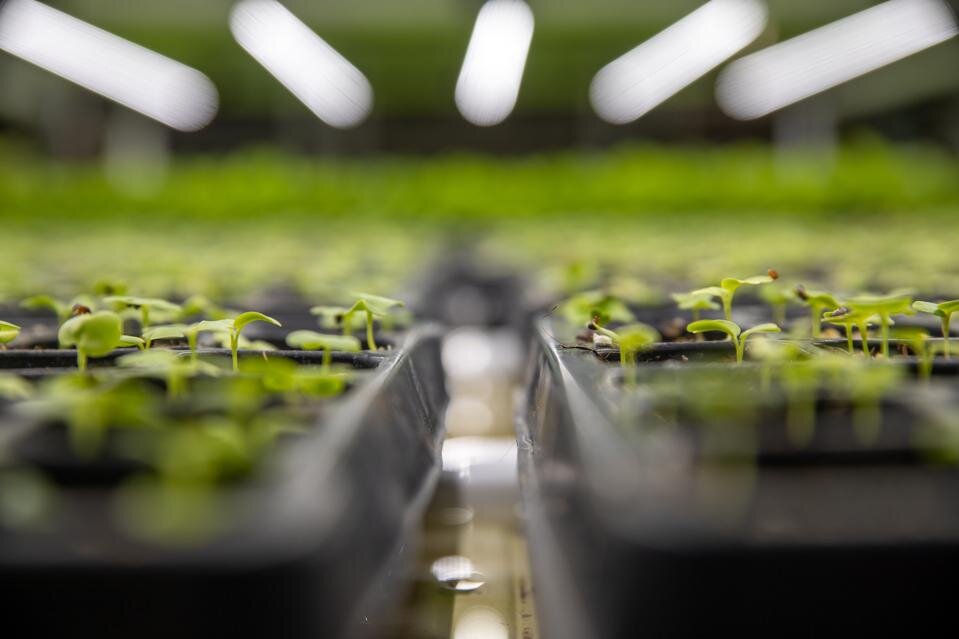 If you don't already, chances are you'll soon be eating produce from indoor farms; PHOTO: FORWARD GREENS