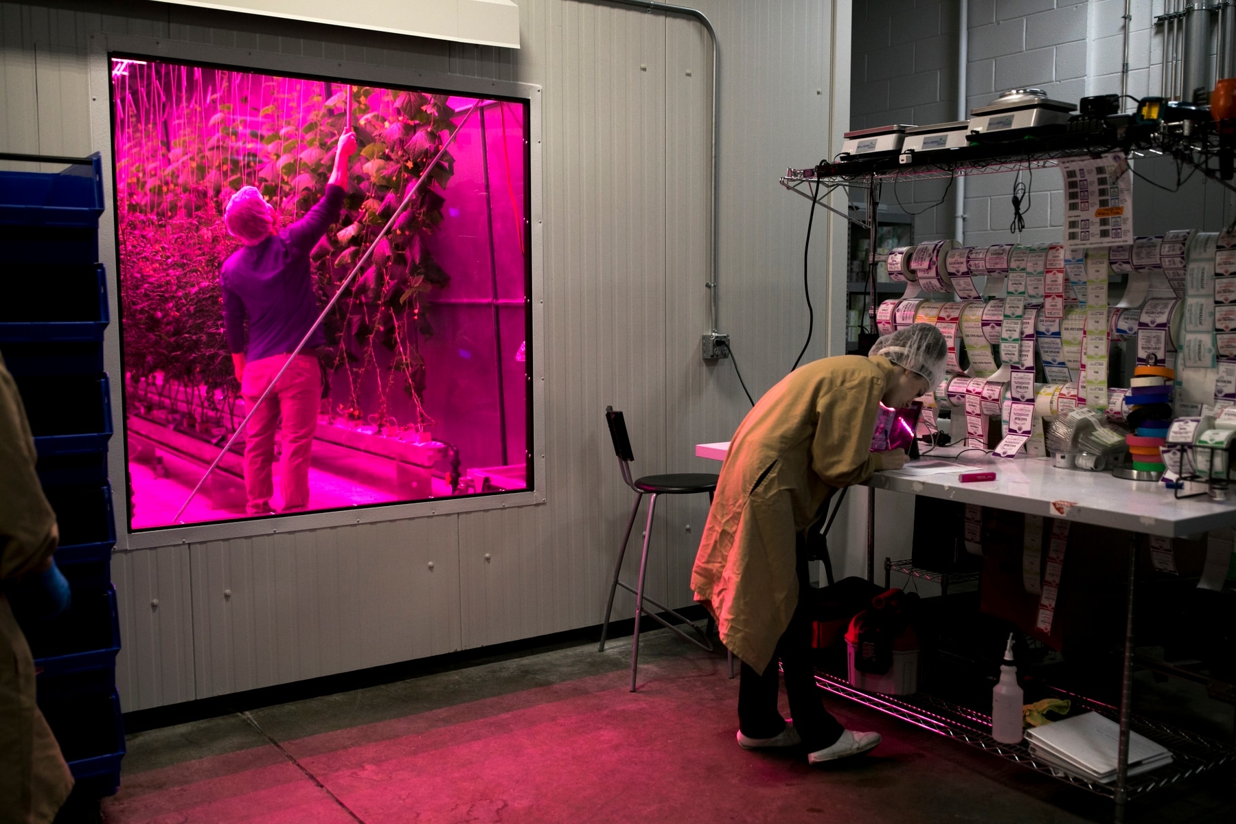 David Litvin, left, inspects vine crops while farm operations tech Devon Brown prepares labels for retail packaging. (Maddie McGarvey/For The Washington Post)