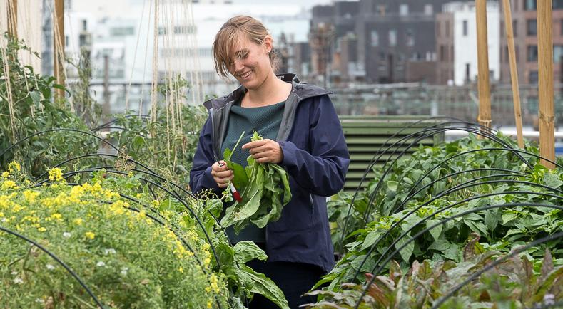 La Chambeaudie Farm, Paris - By startup Aéromate, the urban farm is located on the 500 square meter (5,380 square foot) roof of a medical center owned by Paris Metro (RATP) in the 12th arrondissement -- a district in the east of Paris on the right b…
