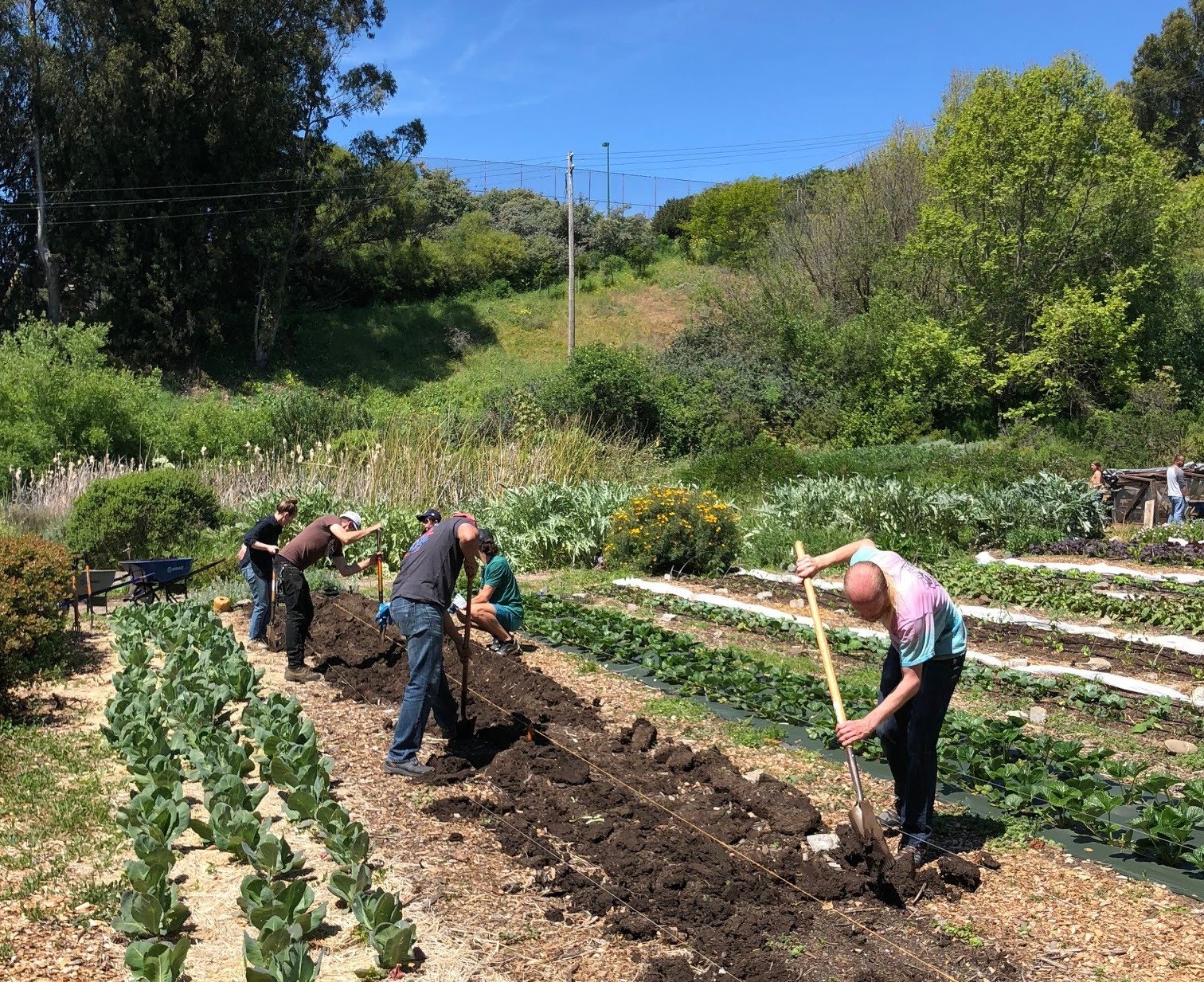 Volunteers planting potatoes.