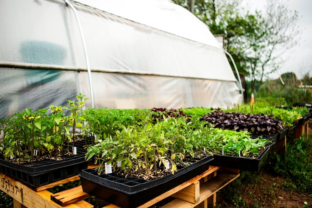 Aluma Farm at Adair Park. The urban farm is the Atlanta BeltLine’s first agriculture site around the 22-mile corridor.