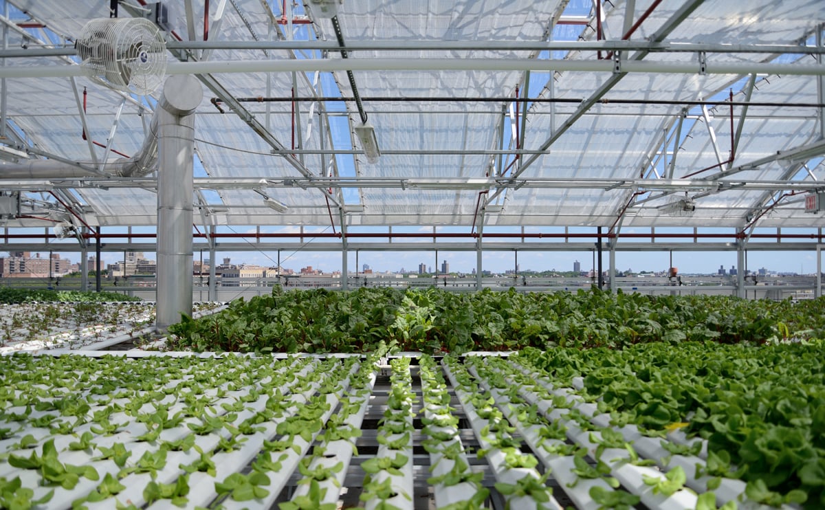 AmHydro growing system in use at Sky Vegetables, The Bronx.