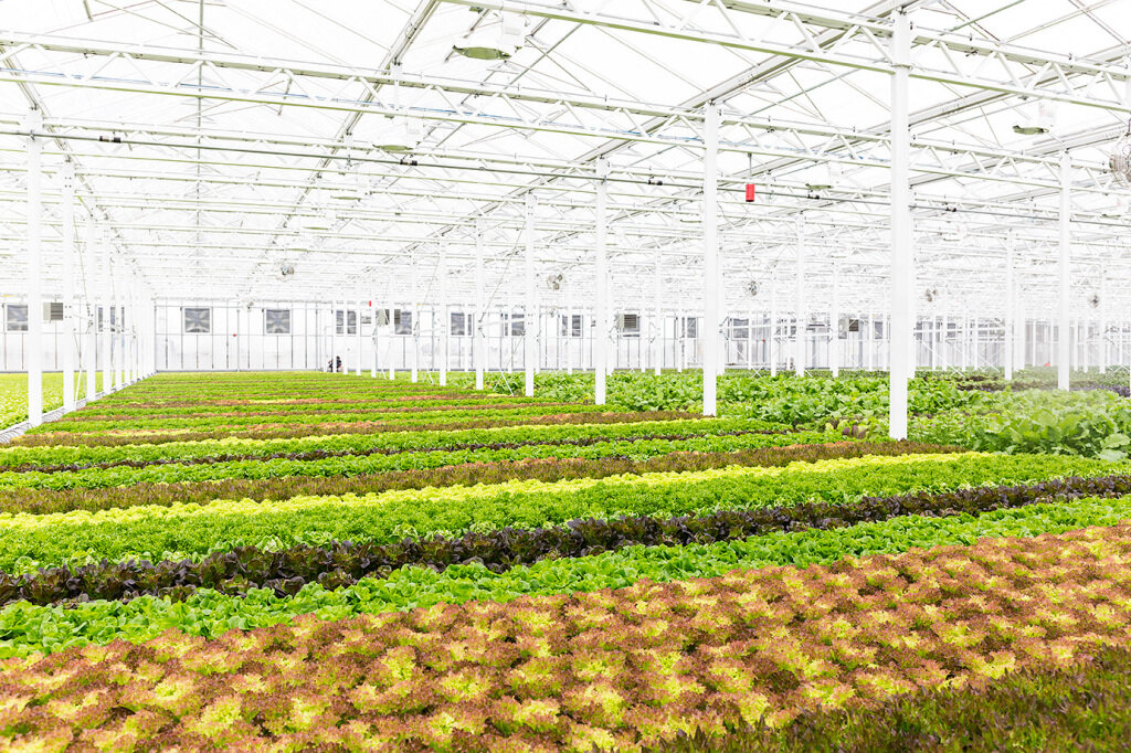 Inside the Anjou rooftop greenhouse, constructed in 2017, where lettuce, herbs, and other greens grow across the 63,000-square-foot space. Courtesy of Lufa Farms.