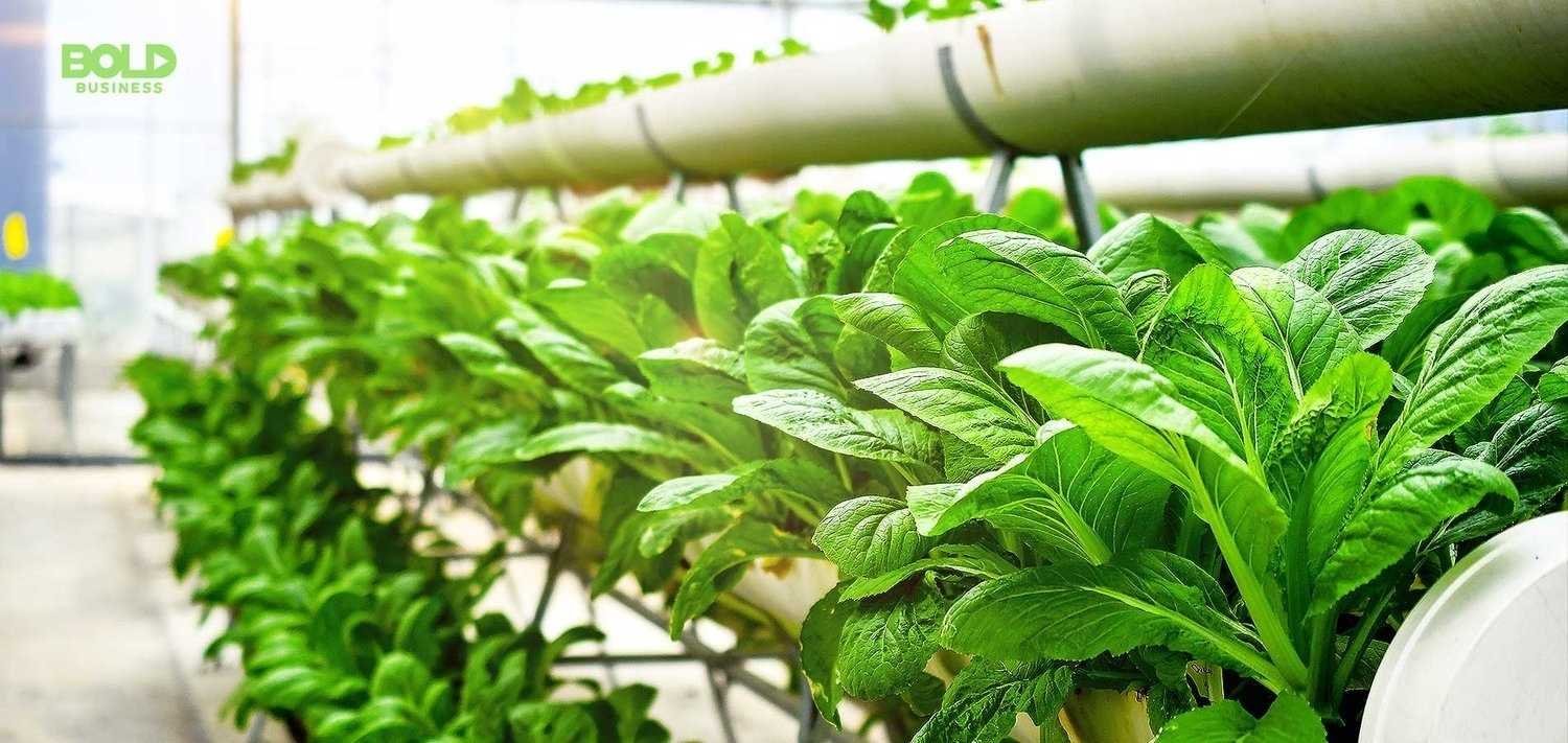 Lettuce growing in aquaponics farm