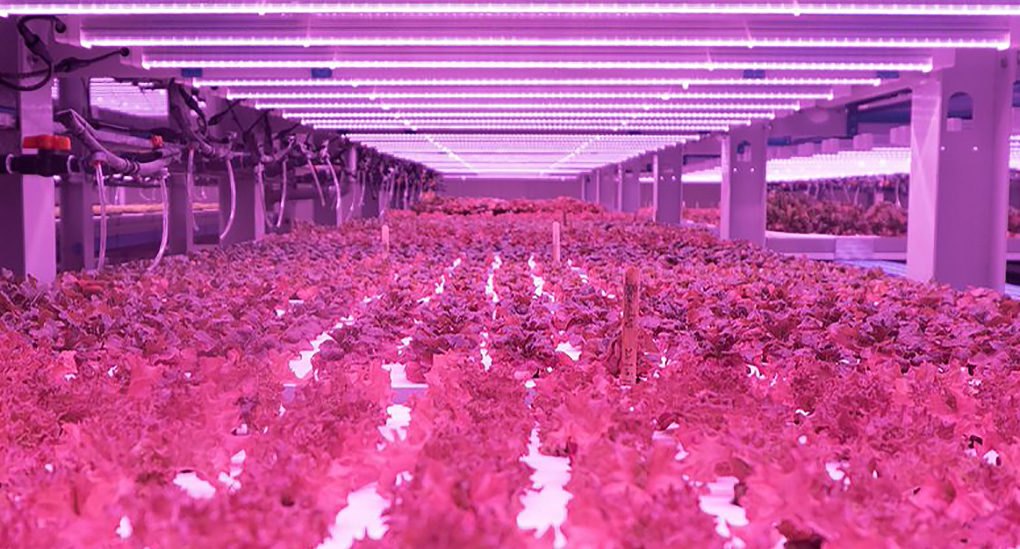 The seeds are placed on a type of mat made of recycled carpet that is food-certified. LED lights flood the room in a pink atmosphere, with each UV light containing a certain spectrum that is beneficial for the plants.