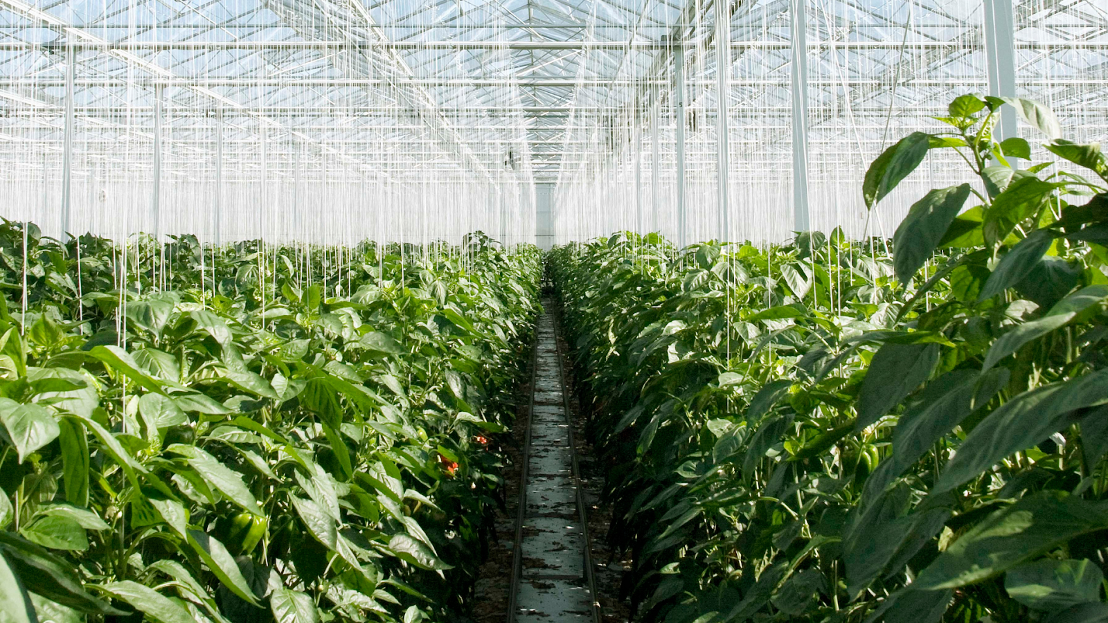multiple rows of of green leafy plants growing in a greenhouse