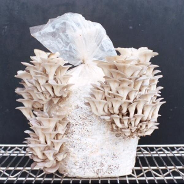 BlueOysterBlock_OriginalCropped_600x.jpg