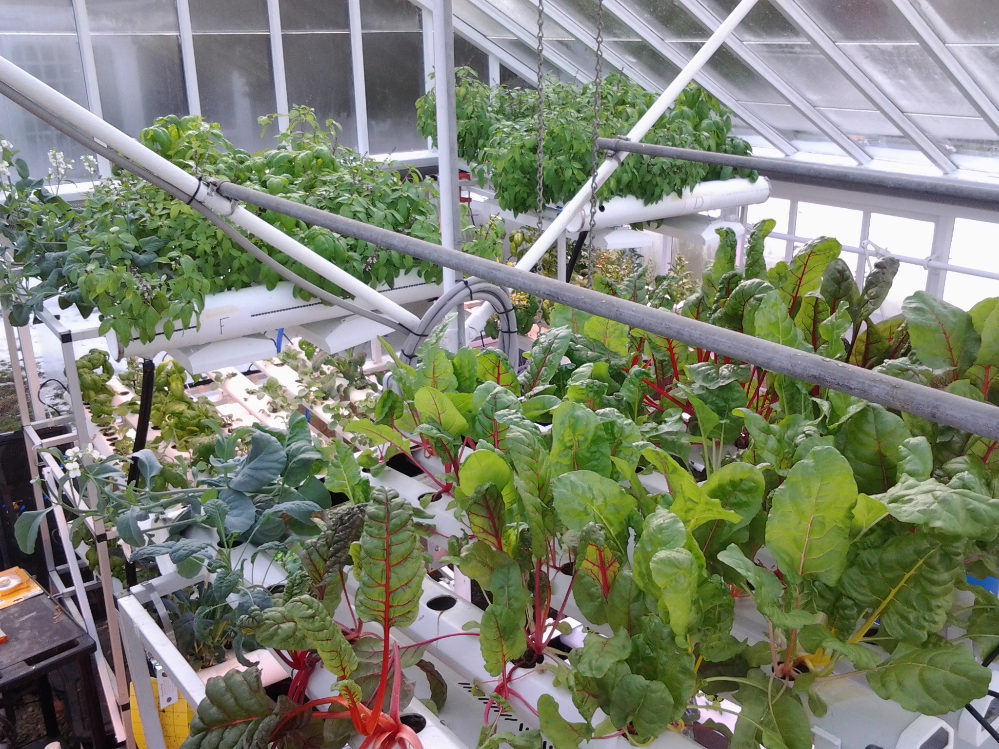 A hydroponic system used to grow leafy greens and herbs in the Boston College greenhouse.