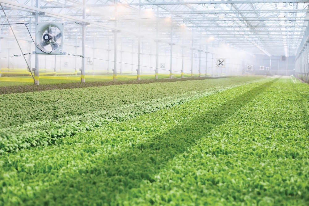 In sunlit greenhouses on the outskirts of urban areas where land is more plentiful, BrightFarms raises greens and tomatoes using hydroponics — a system in which plants grow directly atop pools of fortified water. These and other crops like strawberr…