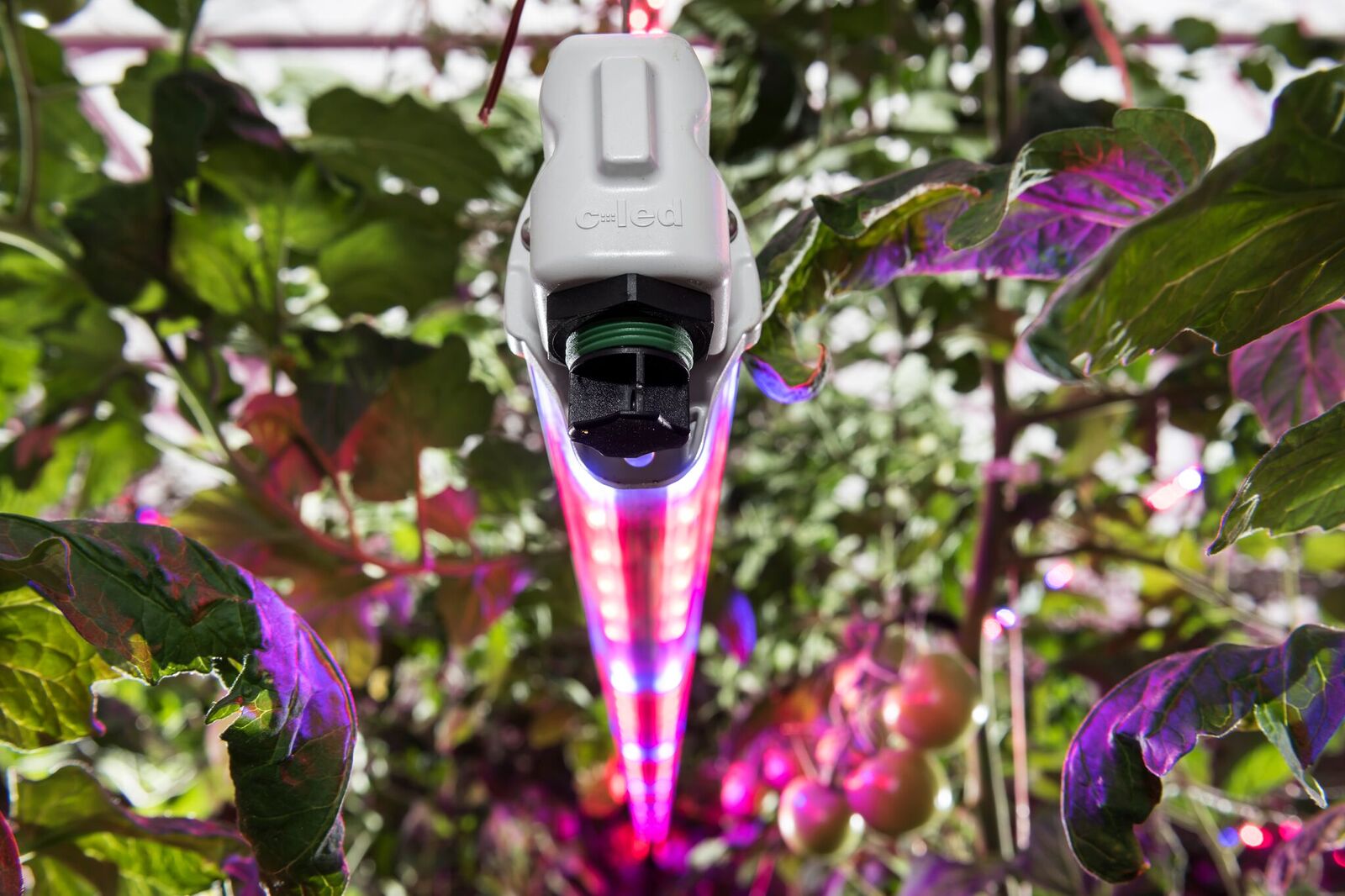 C-LED serra pomodori FriEl4.jpeg
